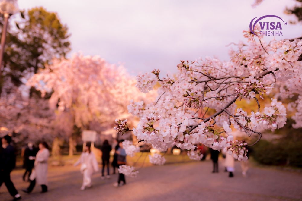 xin visa du lịch nhật bản